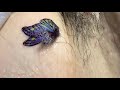 A beautiful ocean blue temporary butterfly tattoo | Temporary tattoo | Butterfly tattoo
