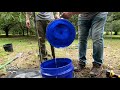 How To PROPERLY Plant Fruit Trees!! | Watering, Fertilizing & Protecting