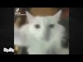 1 minute and 29 seconds of a cat dancing to music