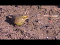 heimischer Singvogel - Goldammer - yellowhammer - bird watching