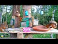 Cute red squirrels on the feeders | Relaxing video | Cat TV🩵🌿🐿️🐿️💗
