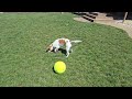 Beagle tennis