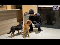 Dumped Dog Siblings Were So Scared To Get Rescued | The Dodo