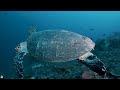 4K Stunning Underwater Wonders of the Red Sea - Colorful Coral Reef Inhabitants - 3 HOUR