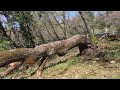 Processing Blown Over California Valley Oak into Firewood Part 1