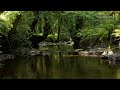 RELAXING BIRDSONG BY THE BEAUTIFUL FOREST STREAM, NATURE SOUNDS