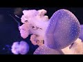 The Colors of the Ocean 2022[4K ULTRA HD ] - The Best 4K Sea Animals for Relaxation & Relaxing Music