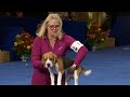 National Dog Show 2023: Hound Group (Full Judging) | NBC Sports