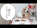 【お犬様ランチ】お子様ランチならぬ。お犬様ランチ(オヤツがメイン編)