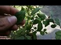 How To Grow And Care Coral Creeper Barleria rapens Plant June July Care tips Propagation Urdu/Hindi
