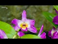 Sembcorp Cool House | National Orchid Garden - Singapore 4K
