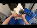 Border Collie Full Groom | Dog Grooming