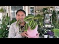 Una de las mejores plantas de interior Calathea triostar