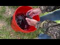 Stocking  POND with CRAPPIE, BASS, Stripers and Walleye!! How to build your own MEGA FISHING HOLE!