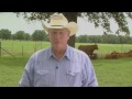 Cattle Handling Tips - Why Low Stress?