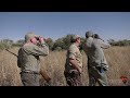 Hunting buffalo and plains game in South Africa.