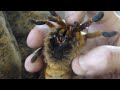 Pterinochilus murinus Pickup Grab. (OBT, Orange Baboon Tarantula, Orange Bitey Thing)