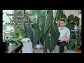 BIG LEAF ENERGY - Philodendron Glorious - Plant Spotlight #2