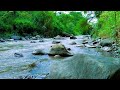 Gurgling River Water 으르렁 거리는 강물 for sleeping meditation, lovely water river sounds ☘️