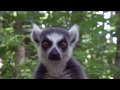 Raising Cute Baby Lemurs to Save a Species | National Geographic