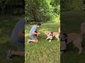 The 5 steps to teach your dog fetch!
