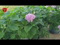 How to properly prune and store hydrangeas for an abundance of large flowers