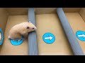 Hamster Wanted Giant Watermelon Thief Pomni Pregnant in maze Poppy Playtime by Sun Hamster