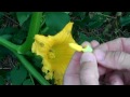 Keeping Squash Using Hand Pollination