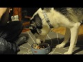 Husky begging for chicken