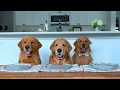 Dog Reviews Food With Brother | Tucker Taste Test 24