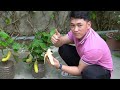 Surprised With How To Grow Eggplant With Banana | Growing Eggplant At Home