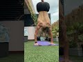 Leg and hip mobility daily yoga flow