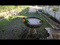 Lorikeets play in water, afterward Currawongs collect water grapes