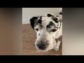 Dogs Are The Most Dramatic Animals - Funniest Dog Videos Ever | Cool Pets