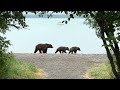 Katmai Bears | Part 4| Living with Bears