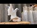 Most Beautifull pigeons