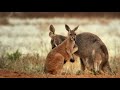 The Wild Desert Horses Of Australia | Horse: In The Wild | Real Wild