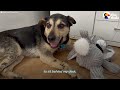 Old Dog That No One Wanted Turns Into A Puppy Again | The Dodo
