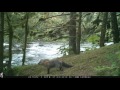 2016 Trailcam Afognak River