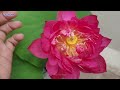 How to grow lotus plant at Home from seeds | कमल के पौधे को बीज से घर पर कैसे उगाए