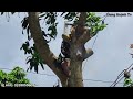 Sawing a large Mango tree with super electric wire / Cưa cây Xoài lớn siêu dây điện | T436