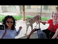 Columbus Zoo and Aquarium - The Cheetah