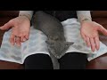 ASMR Kitten Massage (Gentle Acupressure, Hypnosis, Gua Sha) 🐱