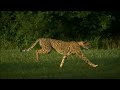 Top 10 Fastest Animals in the World: Fastest Runners in the Animal Kingdom - FreeSchool