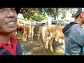 Agak Kendor‼️Harga Sapi Pagi ini || Pasar Sapi Ngadiluwih Kediri Jawa Timur ||