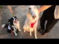 The dog has friends fan him on hot days [Rescued Border Collie, 4th year]