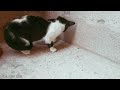 Ants Marching: Kitten's Adorable Reaction!