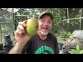 Three Ways to Grow Mango in Your Backyard