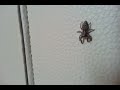 Jumping spider again ^^ ...