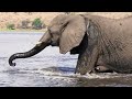 Experiencing Botswana's Wildlife Paradise